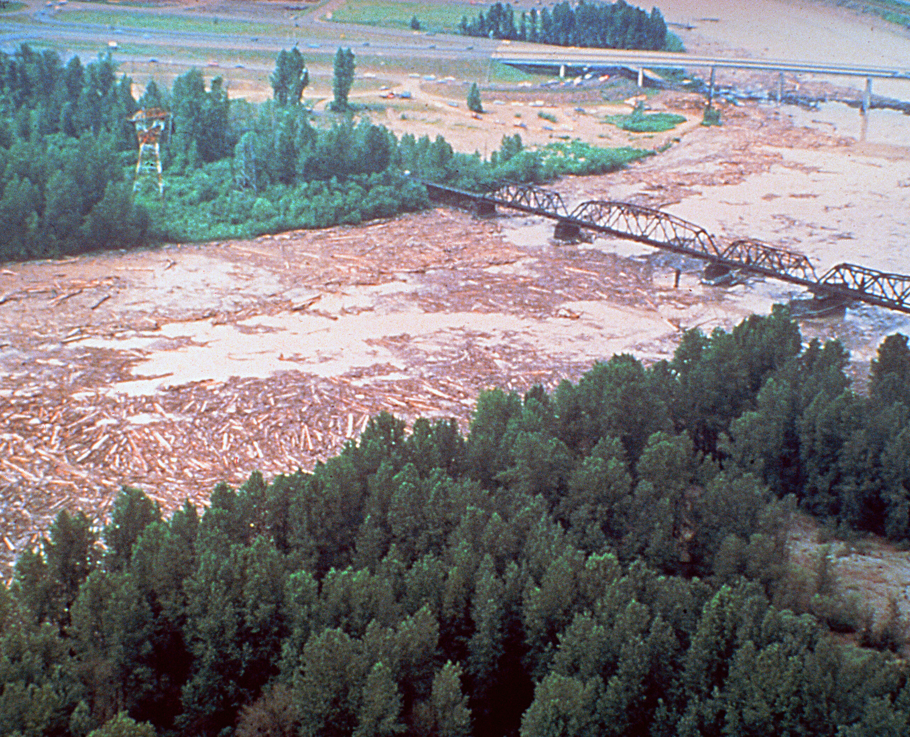river clogged with trees